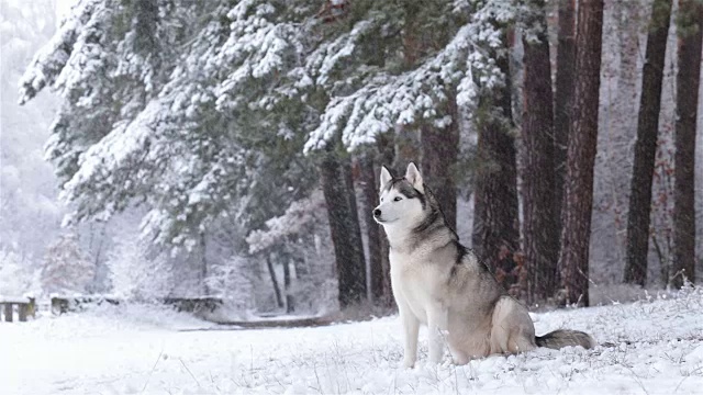 冬天的西伯利亚哈士奇。视频素材