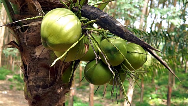 泰国高兰塔椰子树种植收获视频下载
