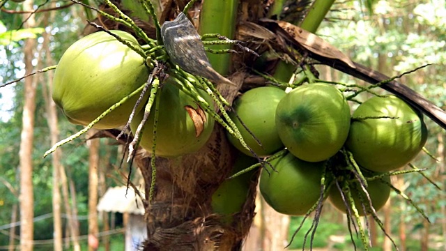 泰国高兰塔椰子树种植收获视频素材
