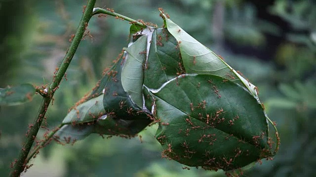 蚂蚁在新鲜的树叶上筑巢。视频素材