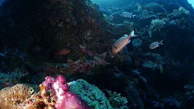 珊瑚礁中的一群大眼鱼视频素材