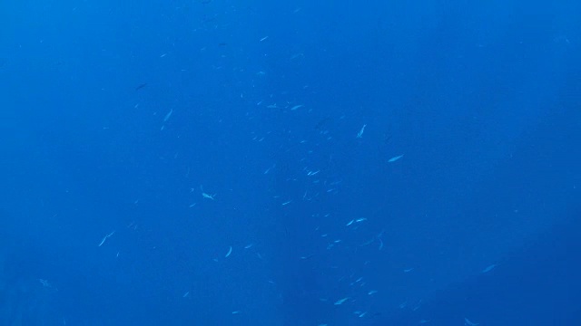 海面下的一群刺鱼视频素材