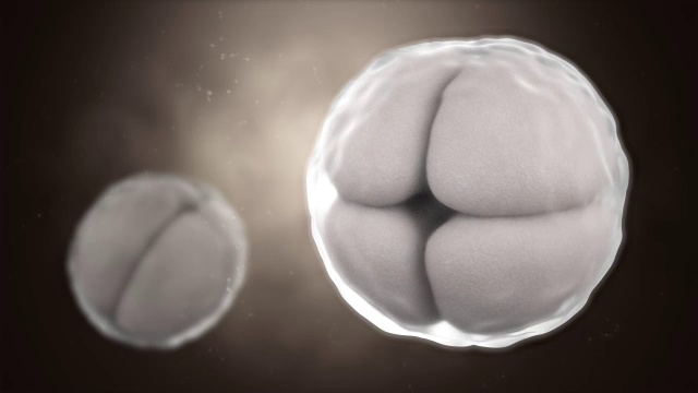卵细胞卵裂的三维CG动画视频素材