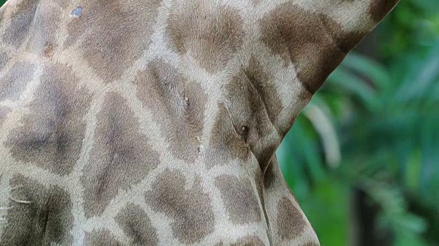 长颈鹿的脖子视频下载