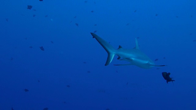 灰色礁鲨在海底礁游泳视频下载