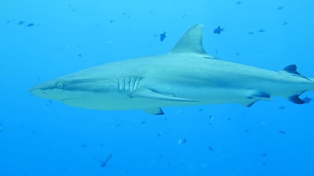 海底的灰色礁鲨视频下载