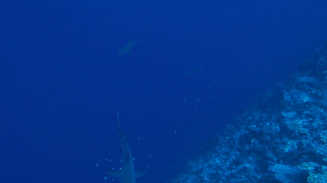 灰色礁鲨，帕劳视频下载