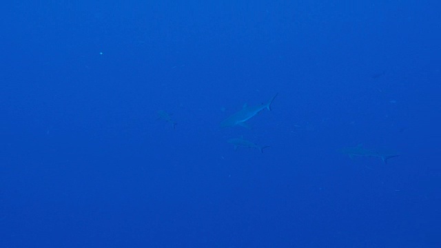一群在海底游泳的灰礁鲨视频下载