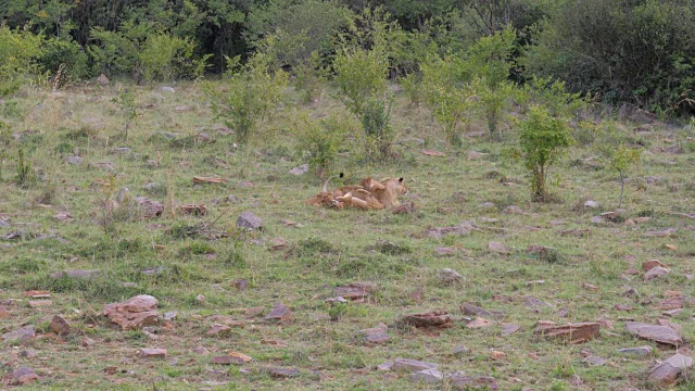 母狮咆哮和休息在草地上，在她周围玩耍的小狮子幼崽视频素材