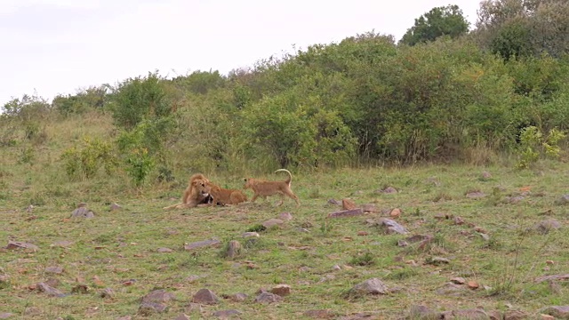 狮子在休息，跑到他身边的小熊们开始玩耍，他咆哮着视频素材