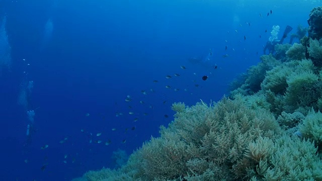 帕劳的海底珊瑚礁视频素材