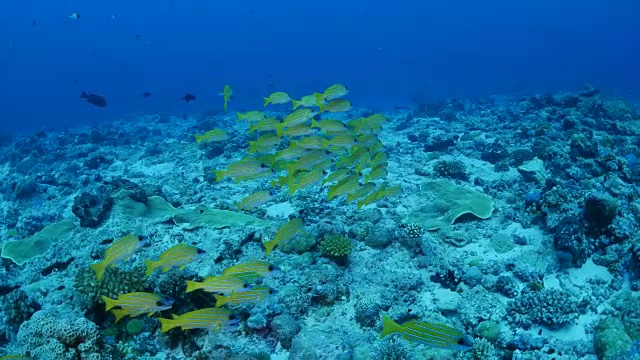 一群在珊瑚礁中游泳的蓝条纹鲷鱼视频素材