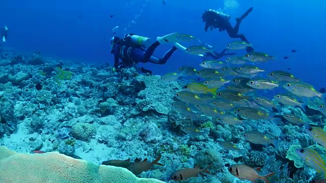 鲷鱼在海底暗礁中成群游动视频素材