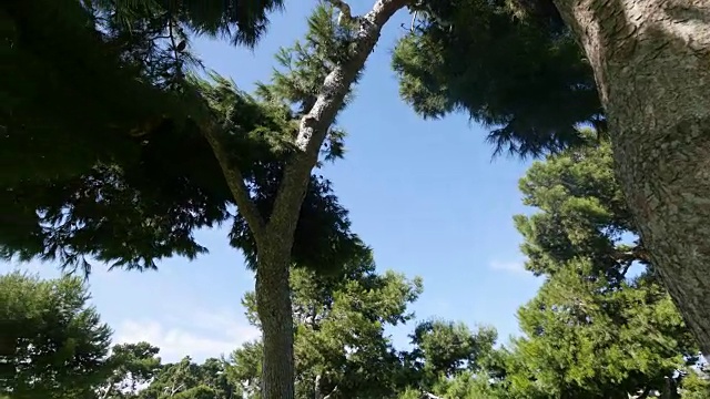森林中树木的旋转点视图视频视频素材