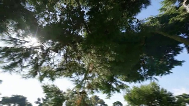 森林中树木的旋转角度4K视频视频素材