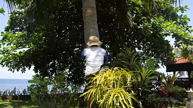 收集椰子爬上棕榈树视频素材