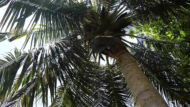 收集椰子爬上棕榈树视频素材