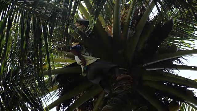 在椰子树上的男人正在捡椰子视频素材