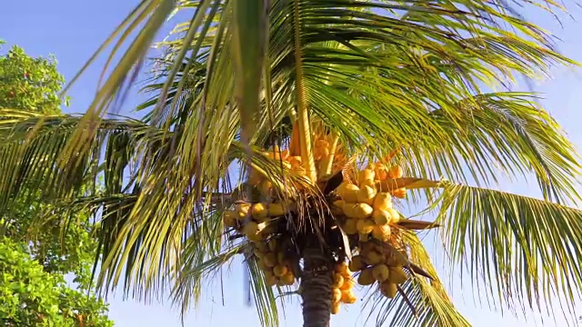 椰子树和椰子视频素材