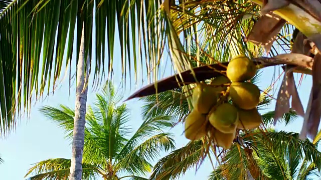 椰子棕榈树视频下载