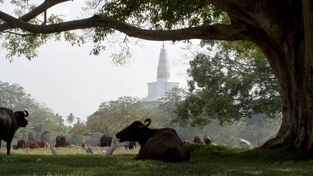斯里兰卡寺庙公园里的野生动物视频下载