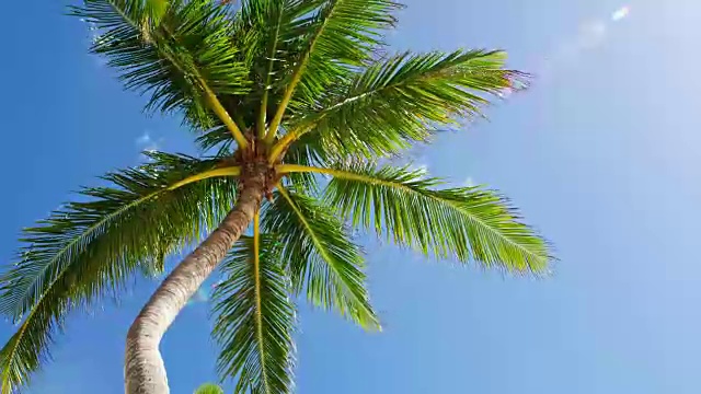 加勒比海海滩上的椰子树的低角度视图视频素材
