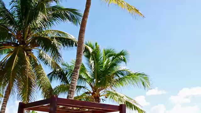 加勒比旅游胜地的棕榈树视频素材