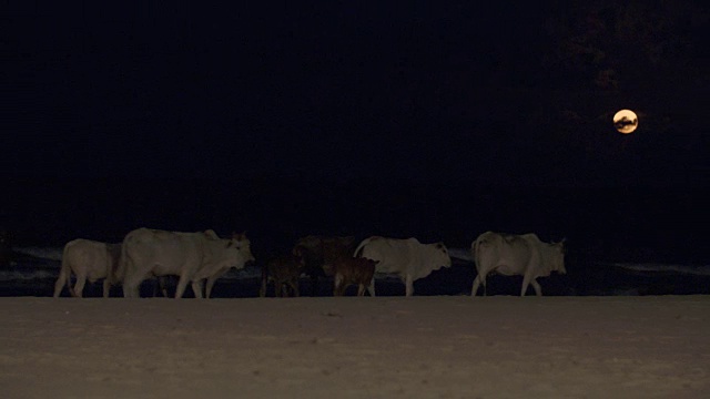 月光下，亚洲奶牛在海滩上散步视频购买