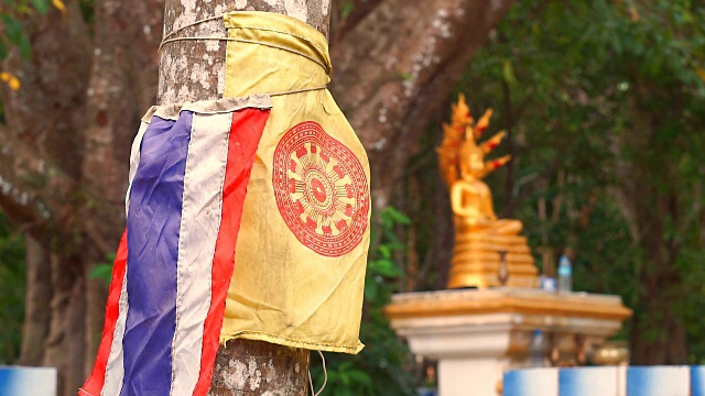 佛教树木保护与泰国国旗视频下载