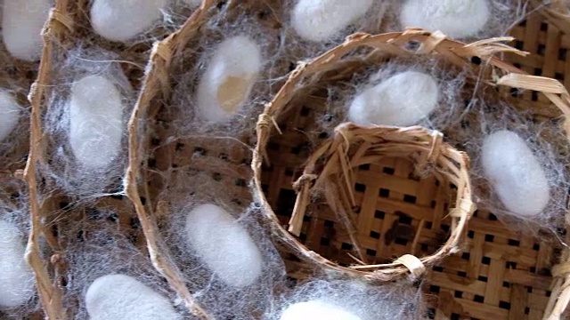 蚕茧在泰国筑巢视频素材