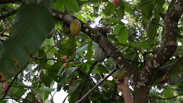 圣Tomé岛和普林西比岛、圣Tomé岛，生产可可，收获成熟的可可果实视频下载