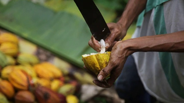 圣Tomé和普林西比，圣Tomé岛，妇女打开豆荚的可可果实提取豆视频下载