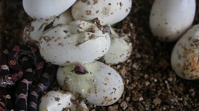 玉米蛇已经开始从卵中钻出来了，在这张照片中你可以看到一条蛇完全从卵中钻出来了视频下载