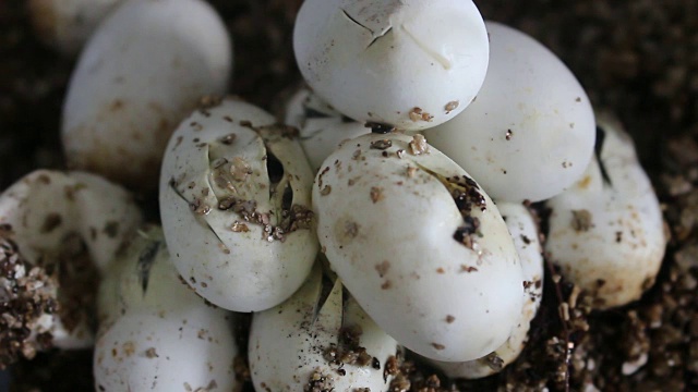 玉米蛇开始从卵中孵化出来视频下载