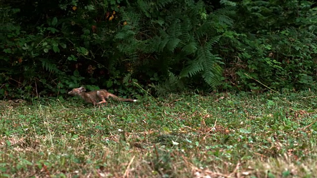 红狐，赤狐，成年奔跑在草地上，法国诺曼底，4K慢镜头视频素材
