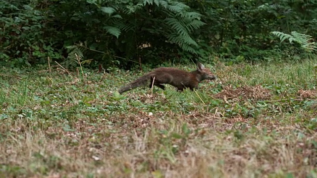 红狐，赤狐，成年奔跑在草地上，法国诺曼底，4K慢镜头视频素材