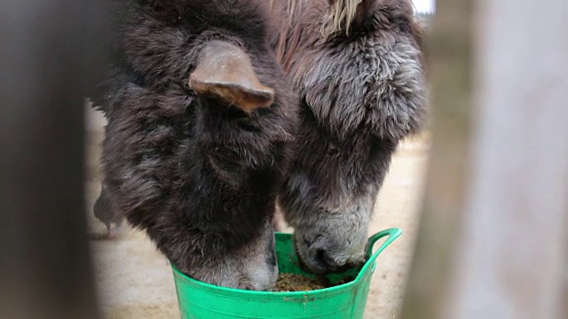 两只驴在吃一个绿色的桶视频下载