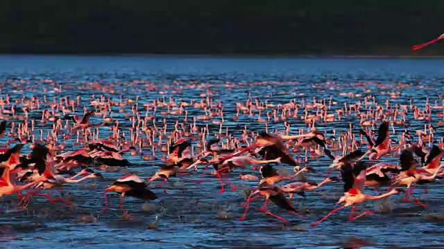 小火烈鸟，小凤凰鸟，飞行组，从水中起飞，在肯尼亚的博戈里亚湖殖民地，慢镜头4K视频素材