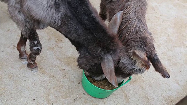 两只驴在吃一个绿色的桶视频素材