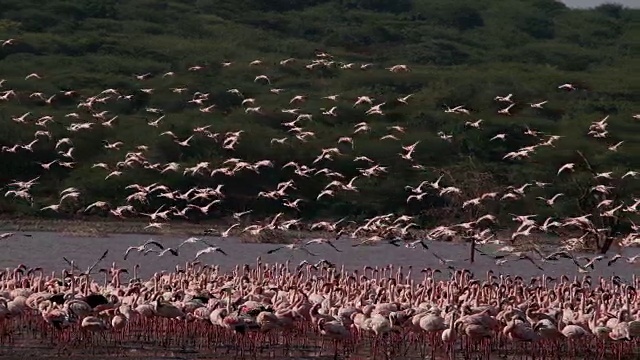 小火烈鸟，小凤凰鸟，飞行组，从水中起飞，在肯尼亚的博戈里亚湖殖民地，慢镜头4K视频素材
