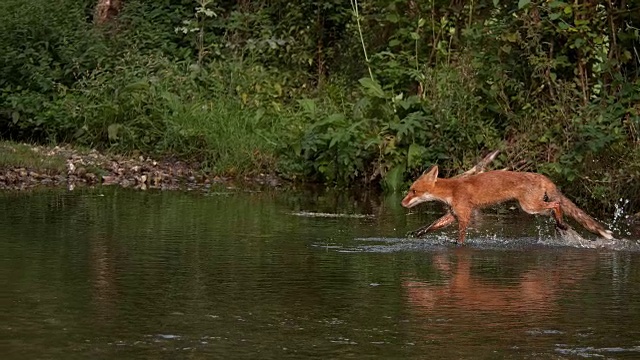 红狐，黑猫，成年渡河，法国诺曼底，4K慢镜头视频素材