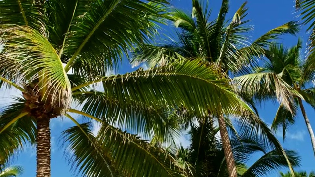 加勒比海海滩上的椰子树的低角度视图视频下载