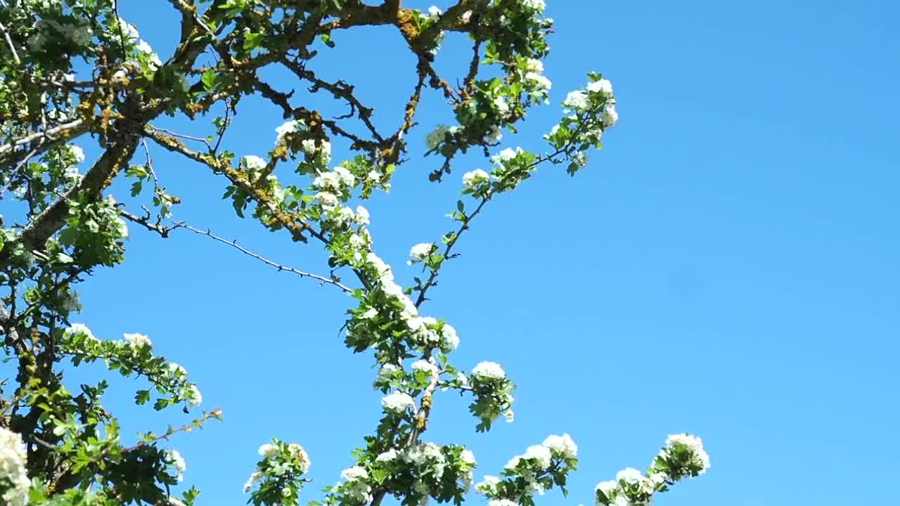 一种白色的spise，山楂或山楂灌木的树枝，在蓝色的春天的天空下，由风在安达卢西亚，西班牙。视频下载