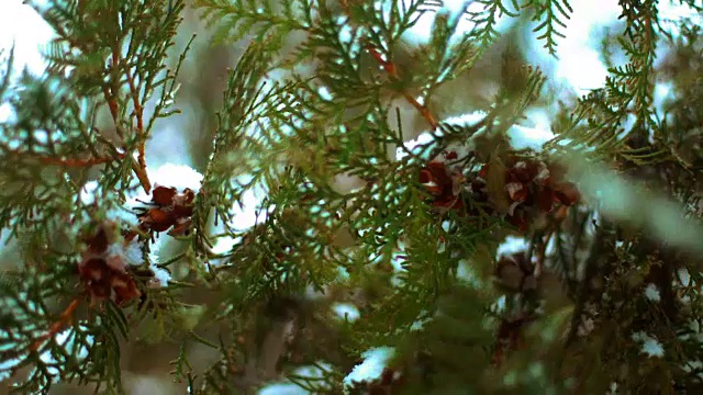 近距离的树枝绿色的冷杉树覆盖在雪视频下载