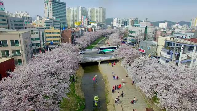 鸟瞰图樱花在马吉欧河旁视频下载