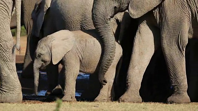 非洲象,视频素材