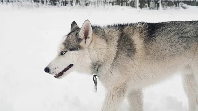 西伯利亚哈士奇雪橇犬在雪地里的户外森林冬季公园的慢动作视频素材