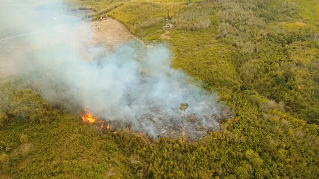 森林火灾。Busuanga,菲律宾巴拉望省视频素材