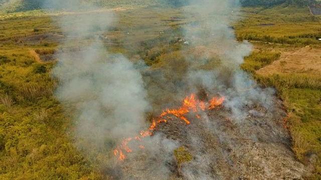 森林火灾。Busuanga,菲律宾巴拉望省视频素材