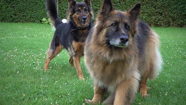 两位漂亮的狗。德国牧羊犬专注于某样东西。视频下载